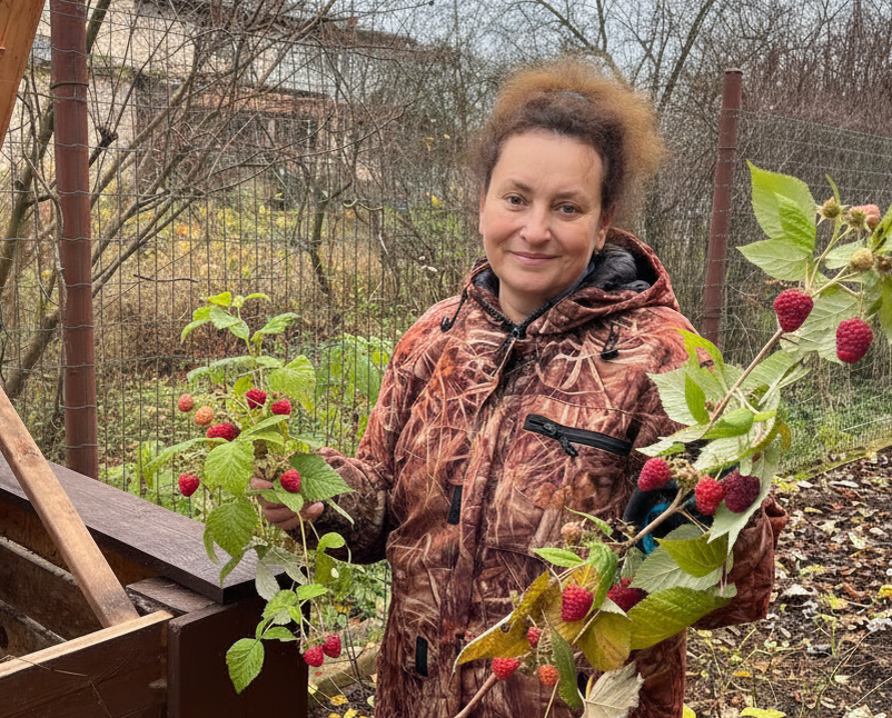 Сорта Карамелька и Нижегородец 