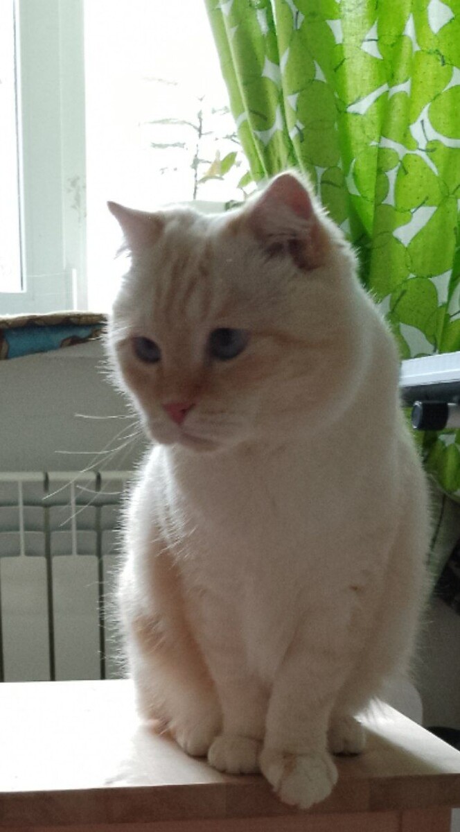 Кот Василька "Смузи", жив и здоров.