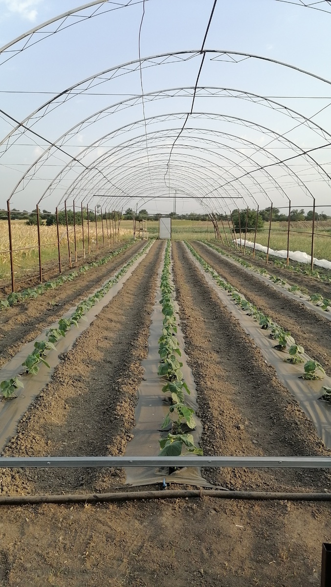 Сломана теплица