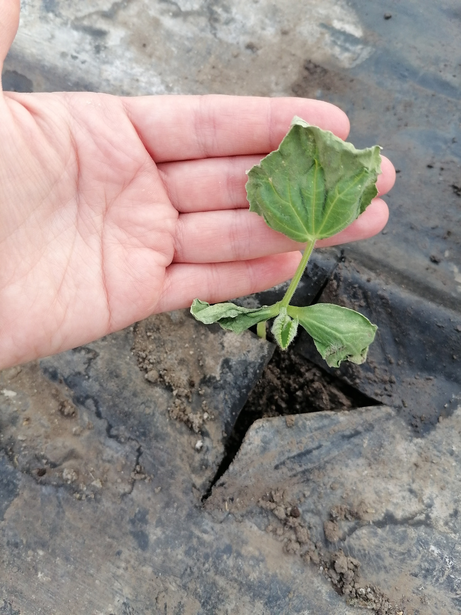 Рассада горит на солнце.