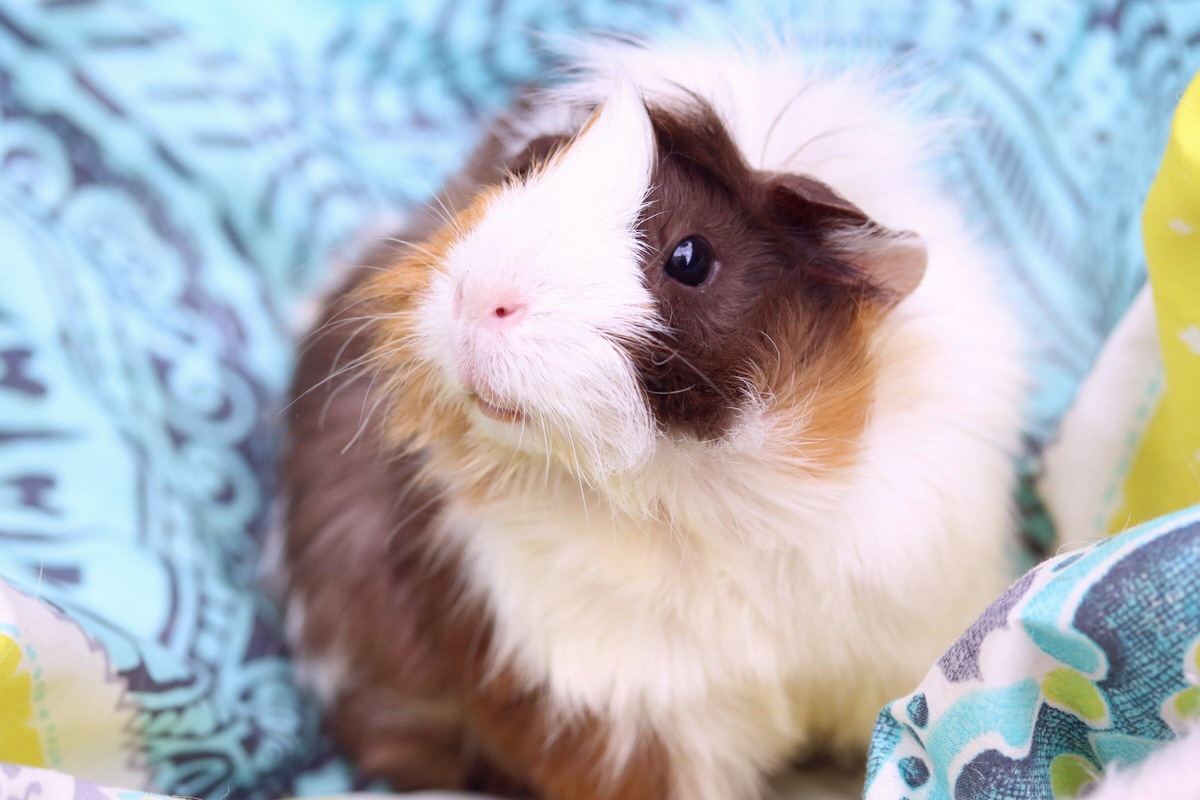 Фото: Sylvie Brindley / Unsplash