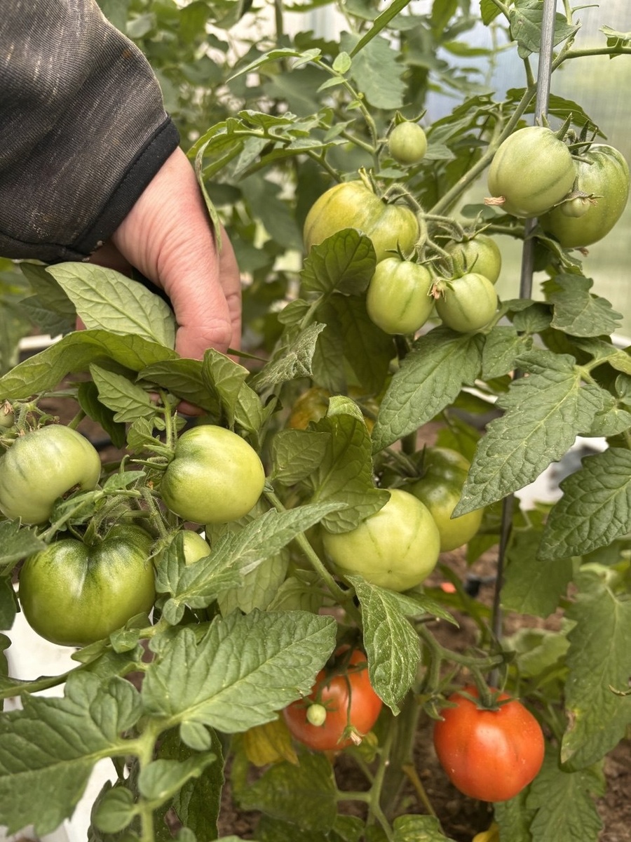 фото Светланы из комментариев, 25 июня