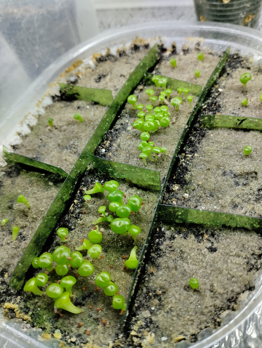 На носу пикировка