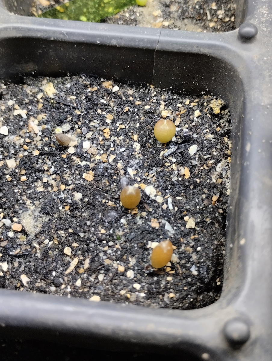 Астрофитум мириостигма