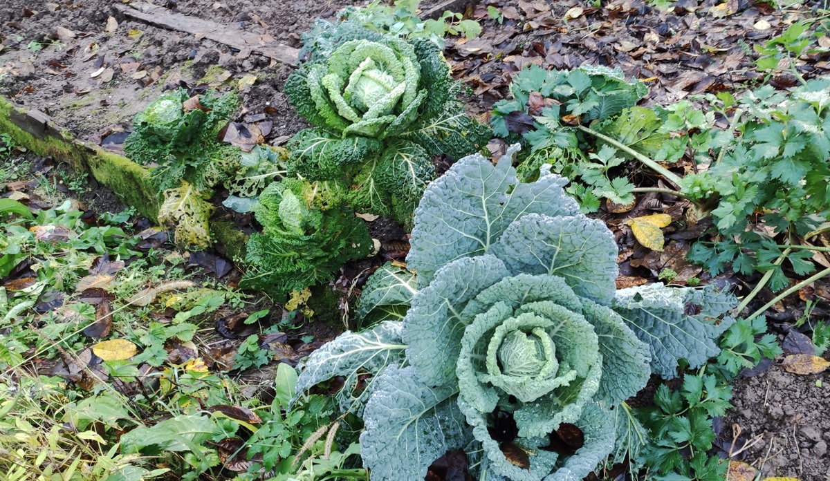 Вот такая ерунда выросла на конец октября. Пожалуй, она не плохая, просто оооочень поздняя. 