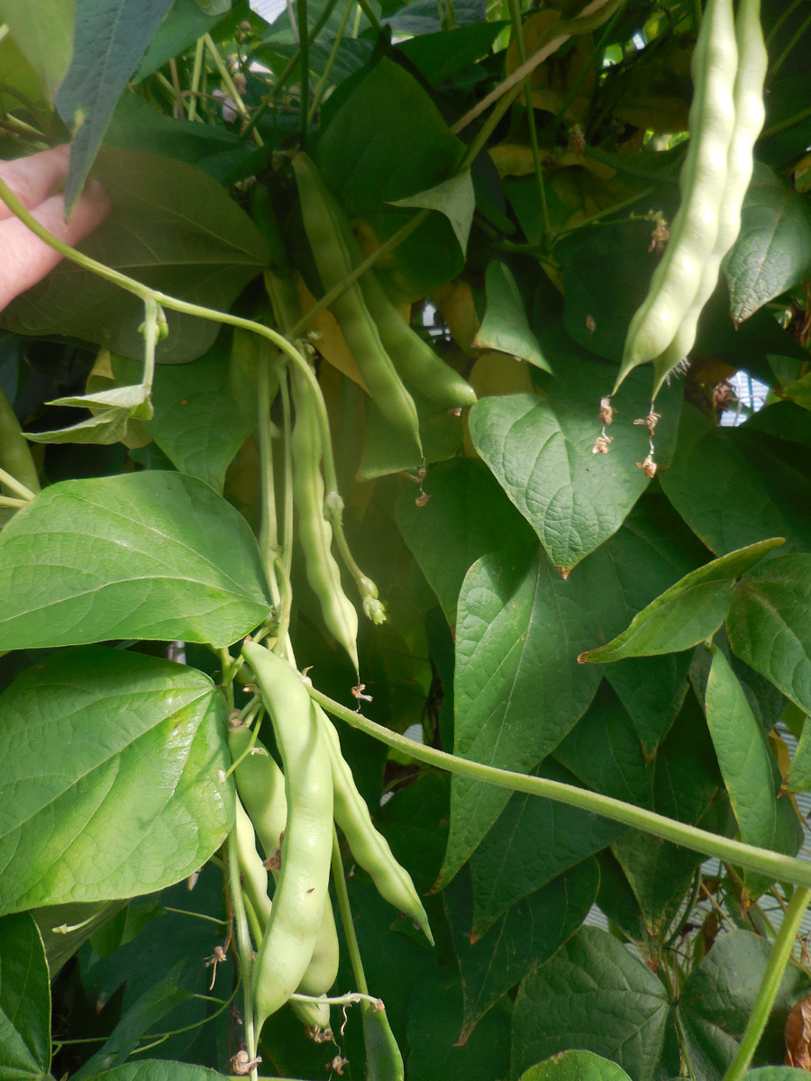 Фасоль в конце августа