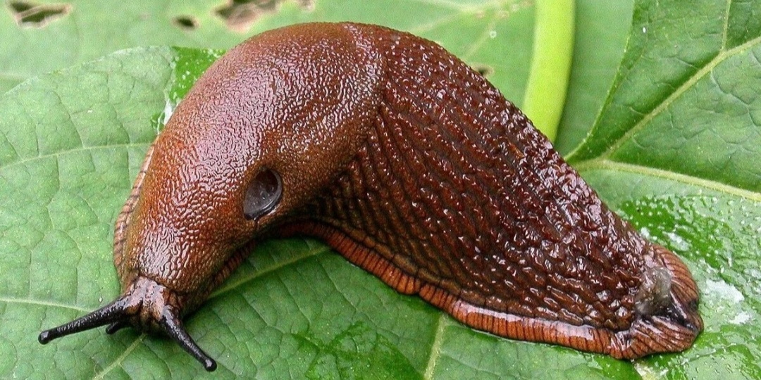 Защитите свой урожай! Эффективная борьба со слизнями 🐌