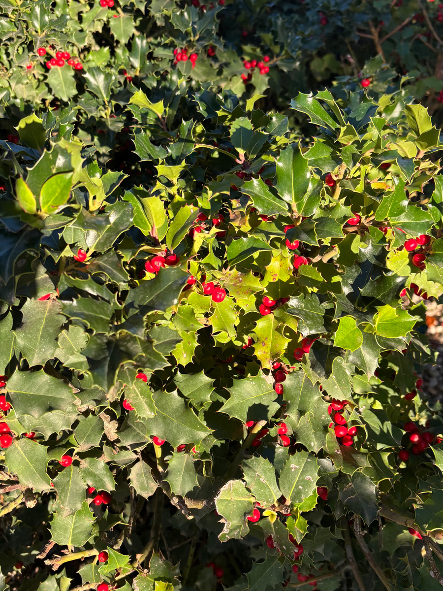 У падуба есть «мужские» и «женские» деревья — ягоды появляются только на женских, если рядом растёт мужское дерево (для опыления).