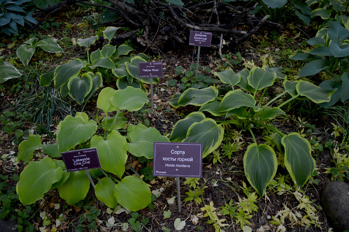 Сорта хосты горной
