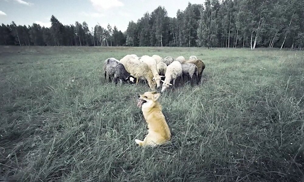 «Властелин овец»