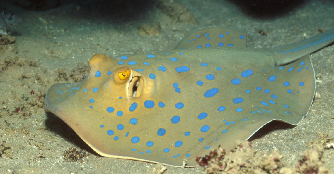 Синий пятнистый ленточнохвостый скат