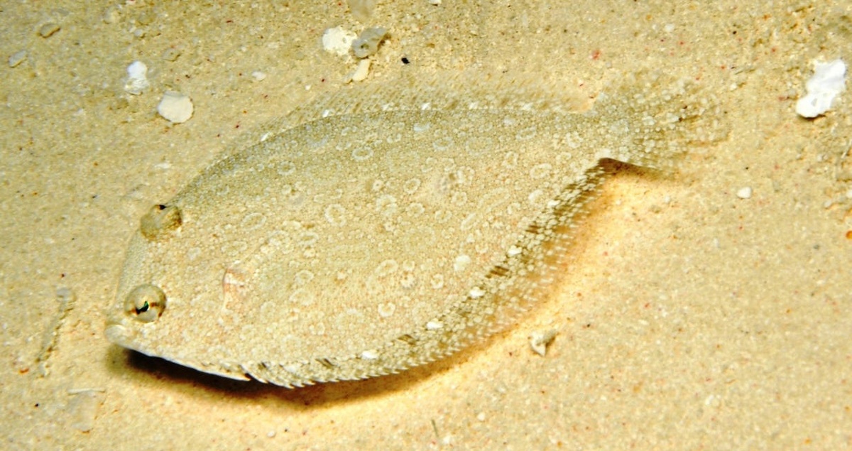 Камбала из рода Bothus