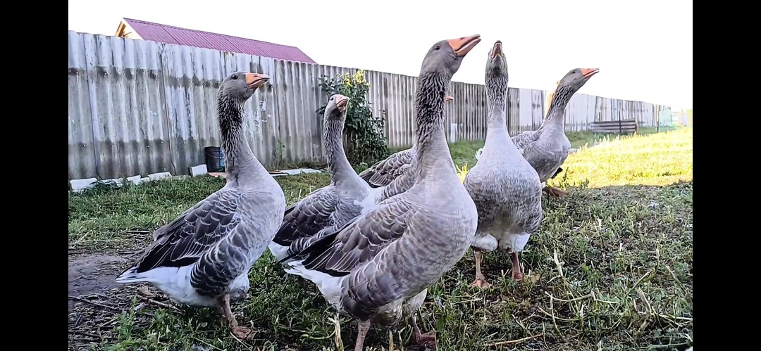 ДЕРЕВЕНСКИЕ ДЕЛА. ПРОДАЛА ВСЕХ ГУСЕЙ ЗА ТРИ ДНЯ