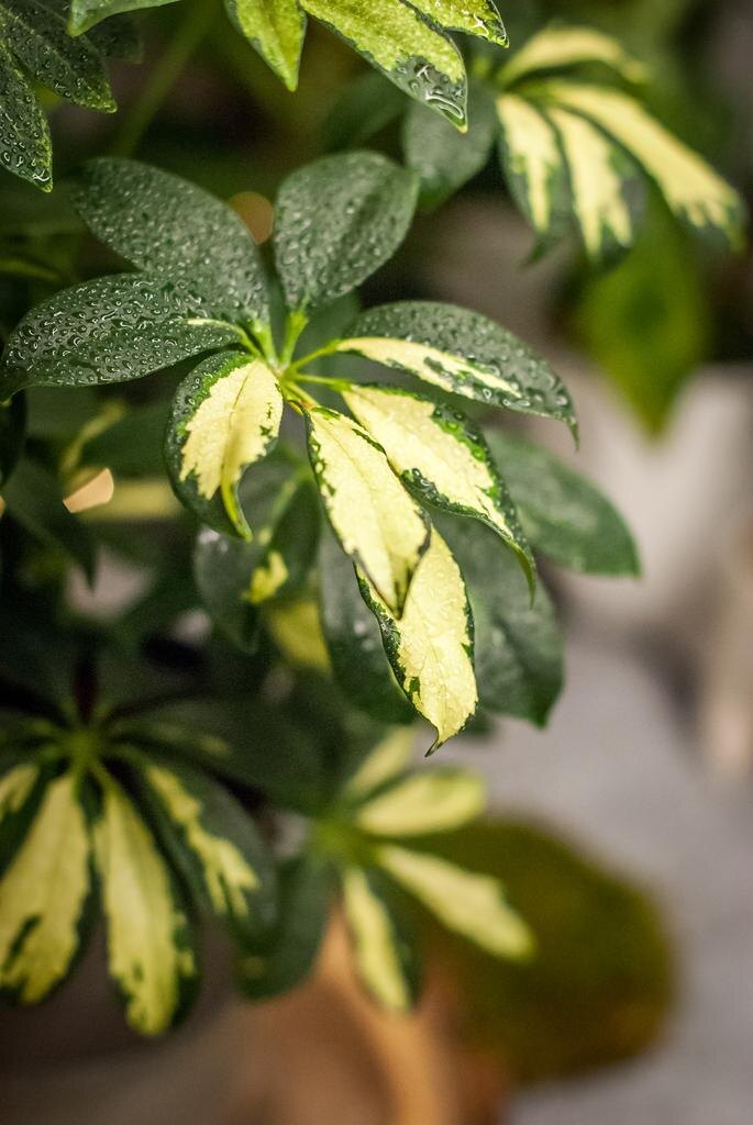 Форма и цвет листьев Шеффлеры могут меняться в зависимости от сорта, но они всегда напоминают веера, сидящие на тонких веточках, отходящих от основного ствола растения.