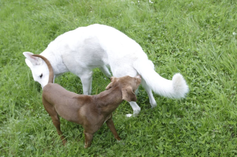 Странный ритуал встречи: зачем собаки обнюхивают друг друга в самых неожиданных местах