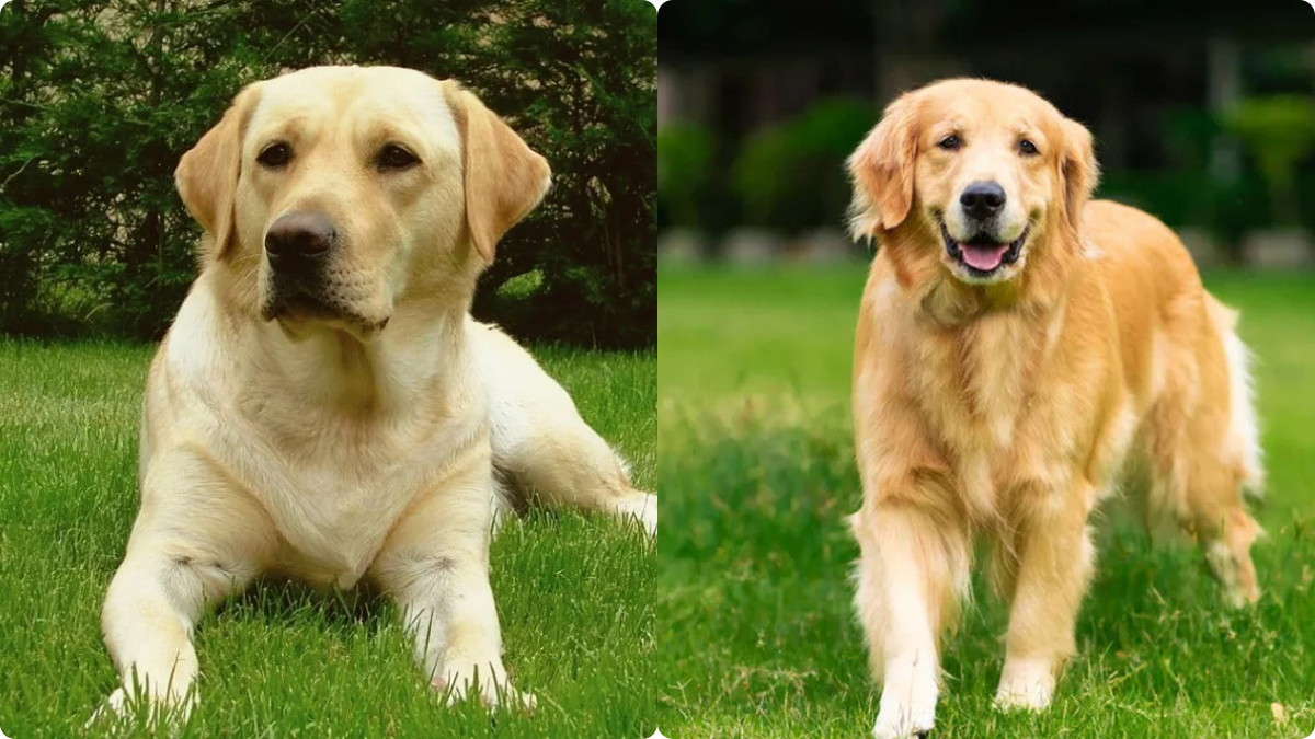 Чем лабрадор-ретривер отличается от золотистого ретривера
