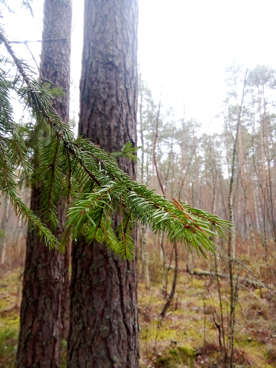 В статье все фото авторские. Лес прекрасен всегда💚