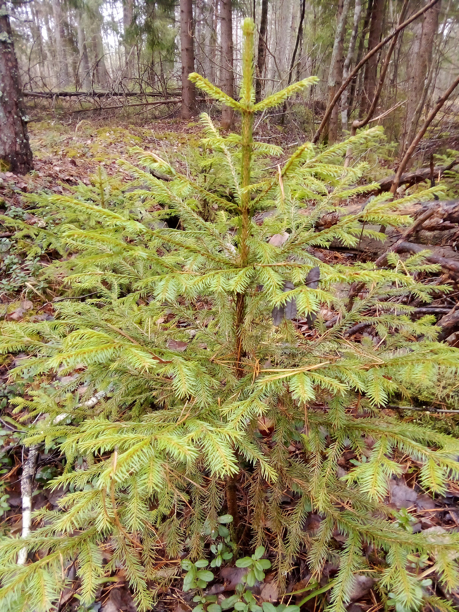 Малышек не трогали. Рвали только нижние ветви у больших.