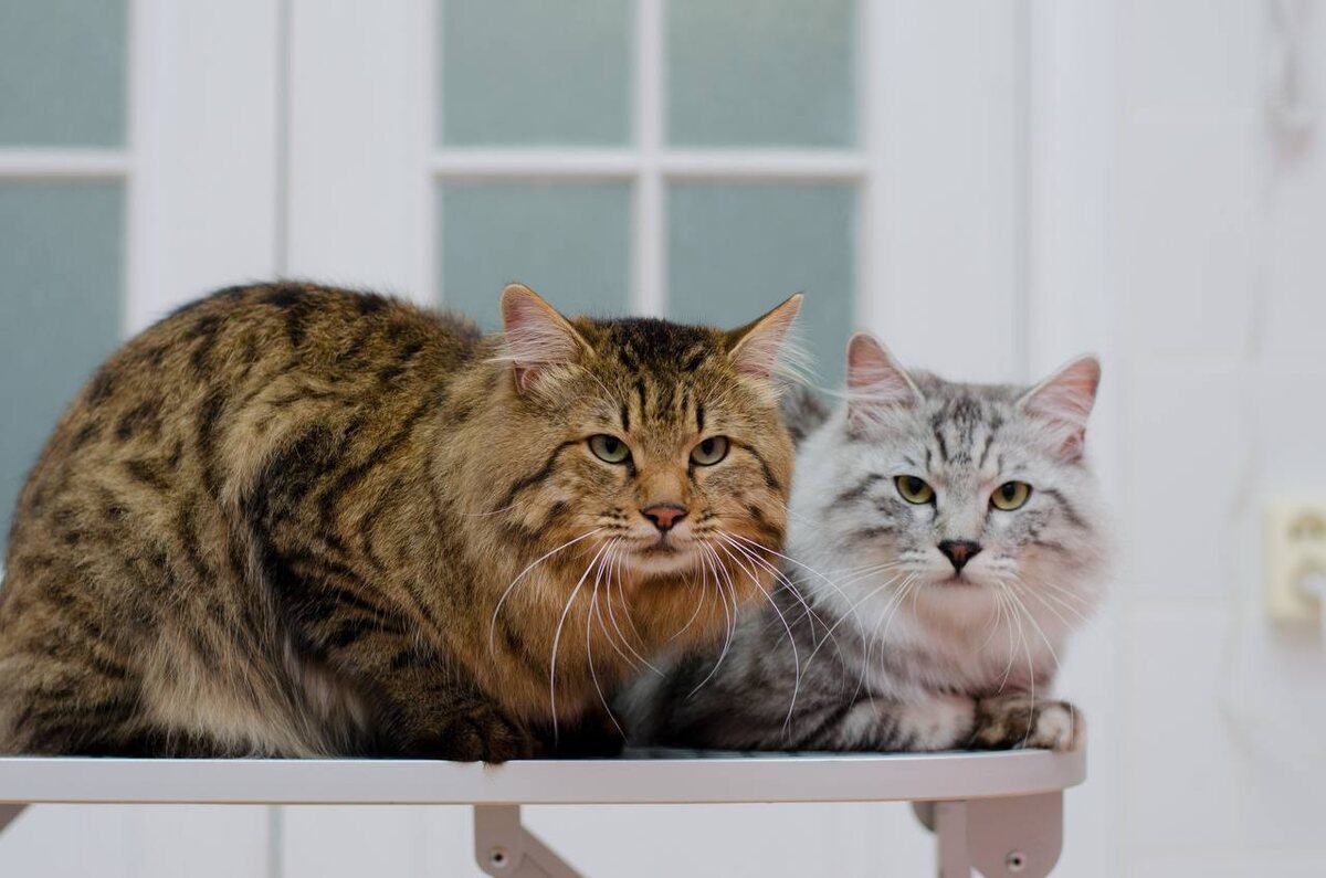 Кошек из одной семьи, живущих под одной крышей принимать одновременно - можно