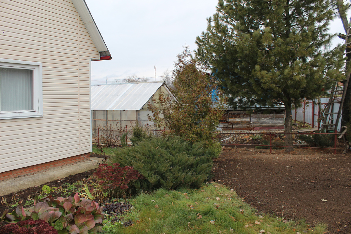 Осенью казацкий можжевельник преобретает бронзовый оттенок, который сохраняет всю зиму до наступления теплых дней 