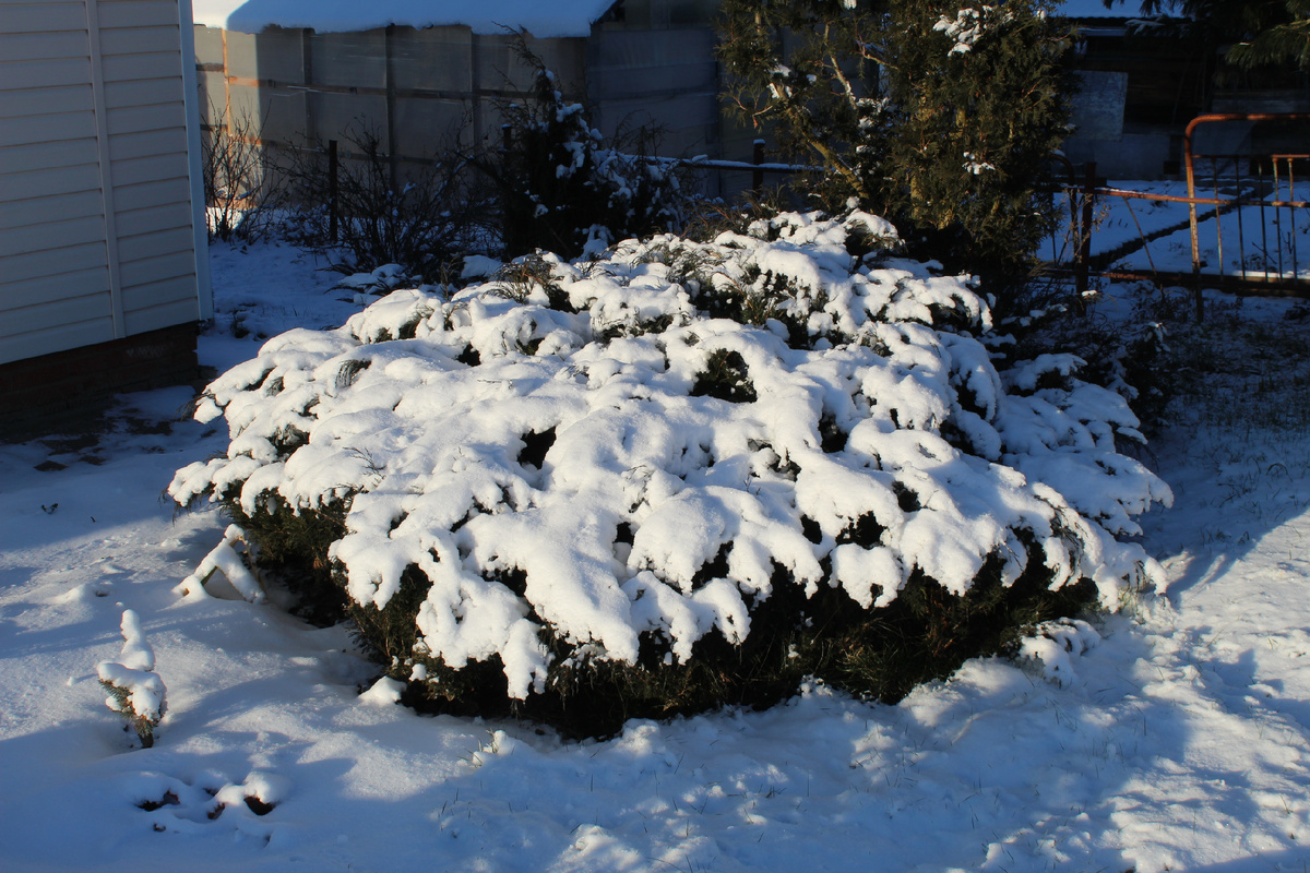 Взрослый куст казацкого можжевельника уходит под снег