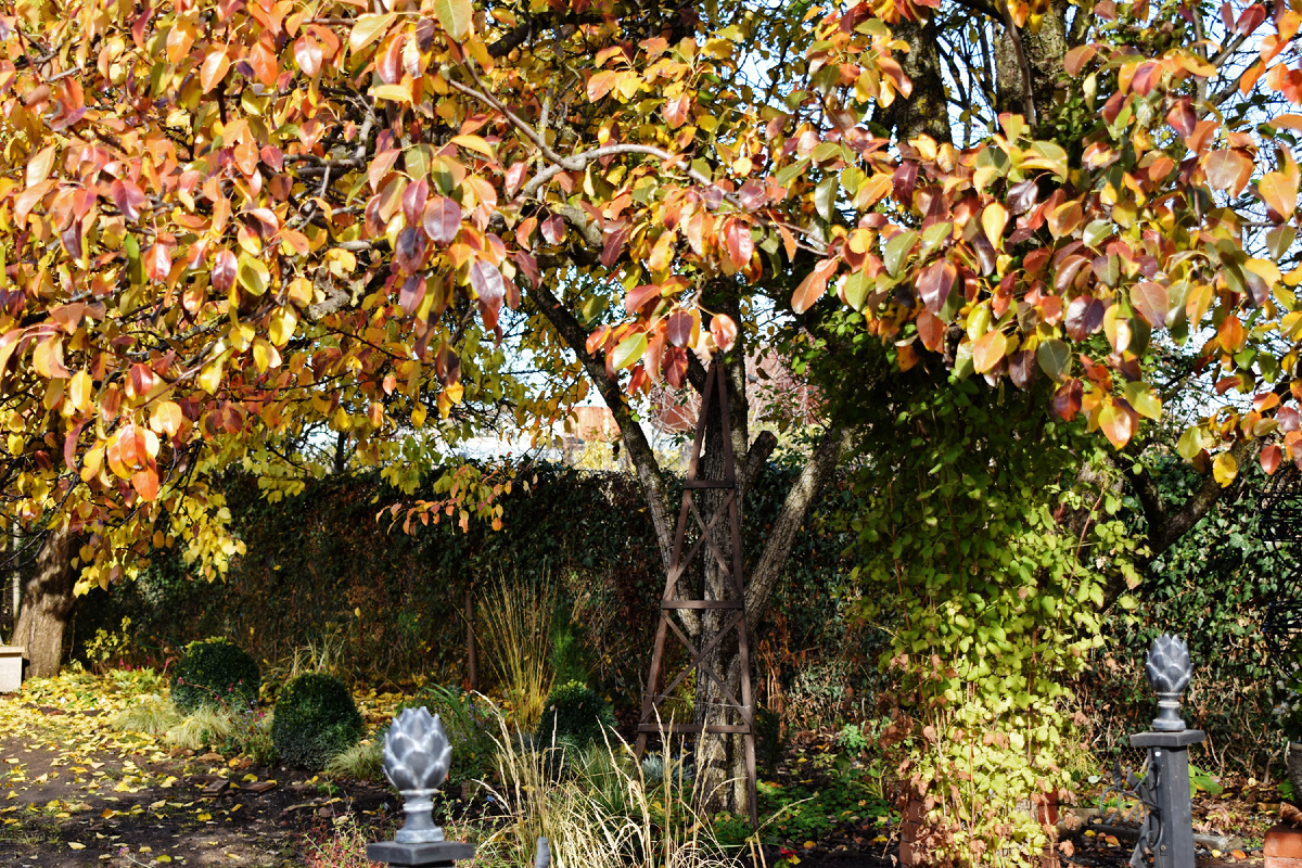 листья груши сияют