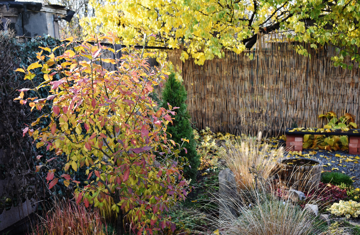 Бересклет европейский слева