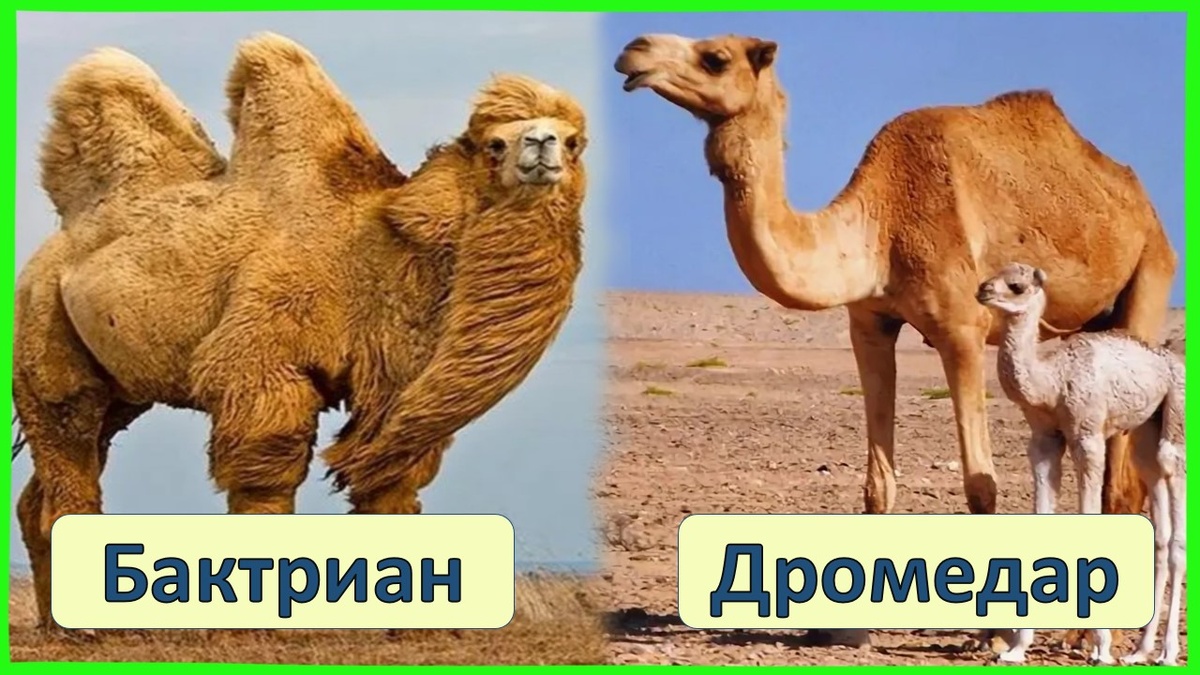 ТОП-3 отличия верблюда с одним и двумя горбами
