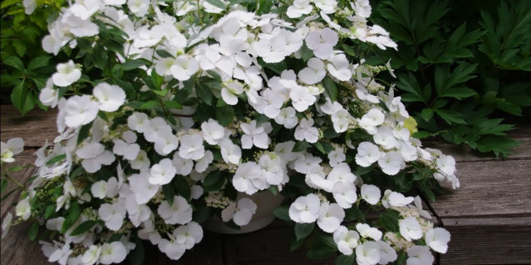 Уход за гортензиями.