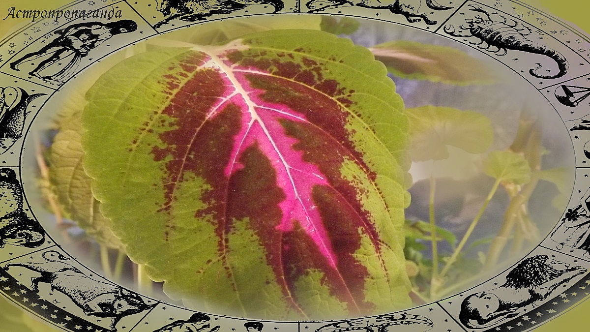 Гороскоп с 10 по 16 ноября 2025: ретроградный Меркурий снова соединяется с Марсом | Недельный гороскоп