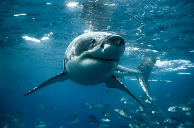 фото из открытых источников