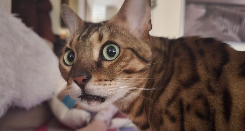    Почему надо радоваться, если кошка при виде вас бежит точить когти - вот что значит