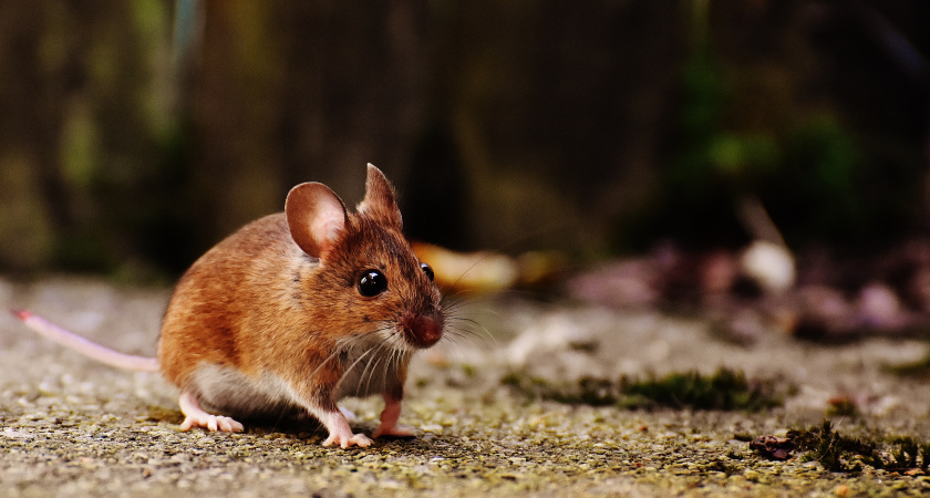    Разместила эту ловушку в погребе — и мышей как ветром сдуло: урожай полной безопасности, ни одной проеденной дырочки