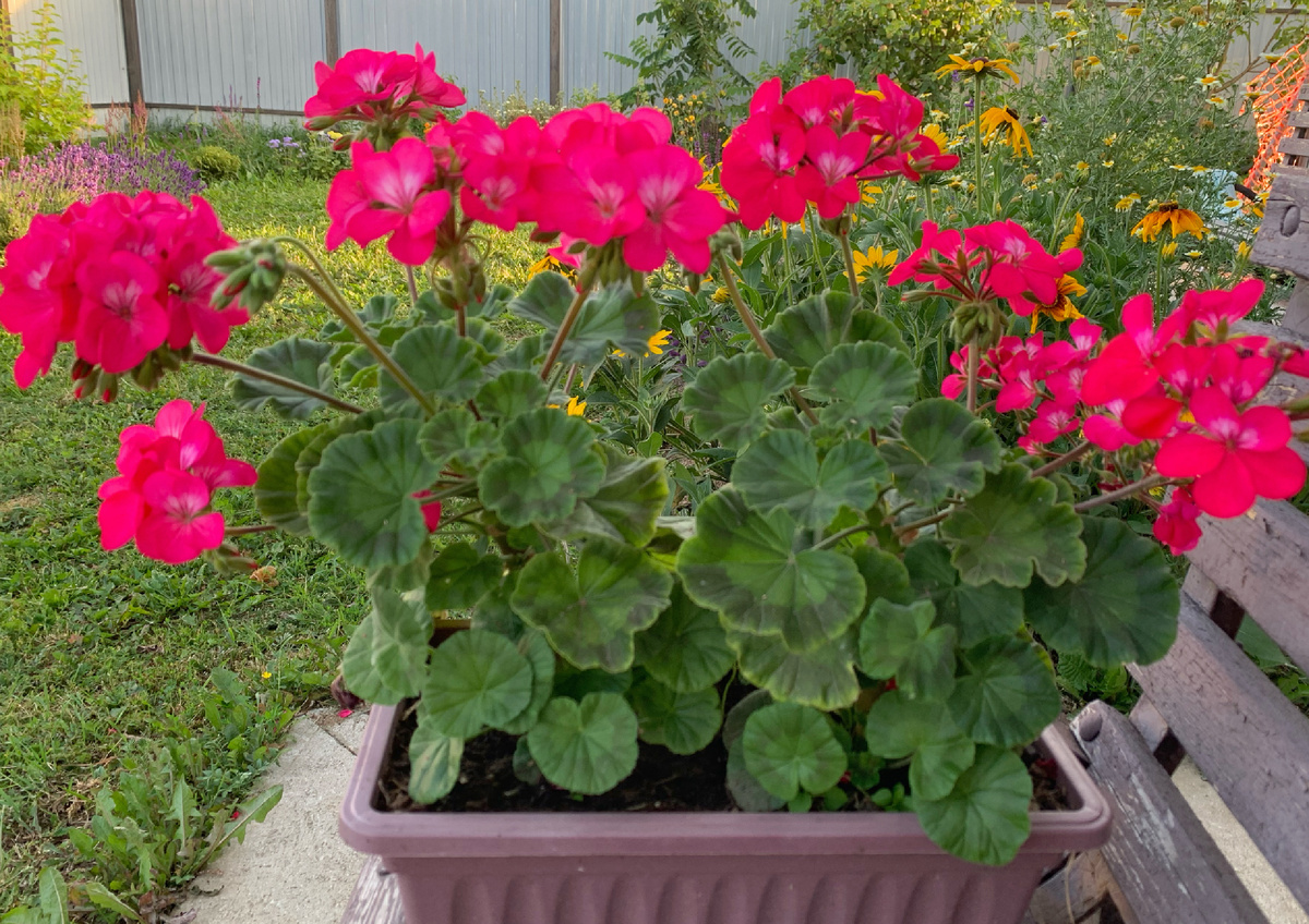 Пеларгония в балконном горшке