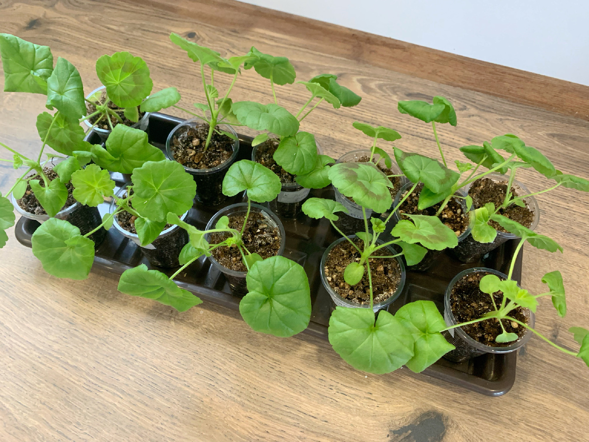 Рассада пеларгонии