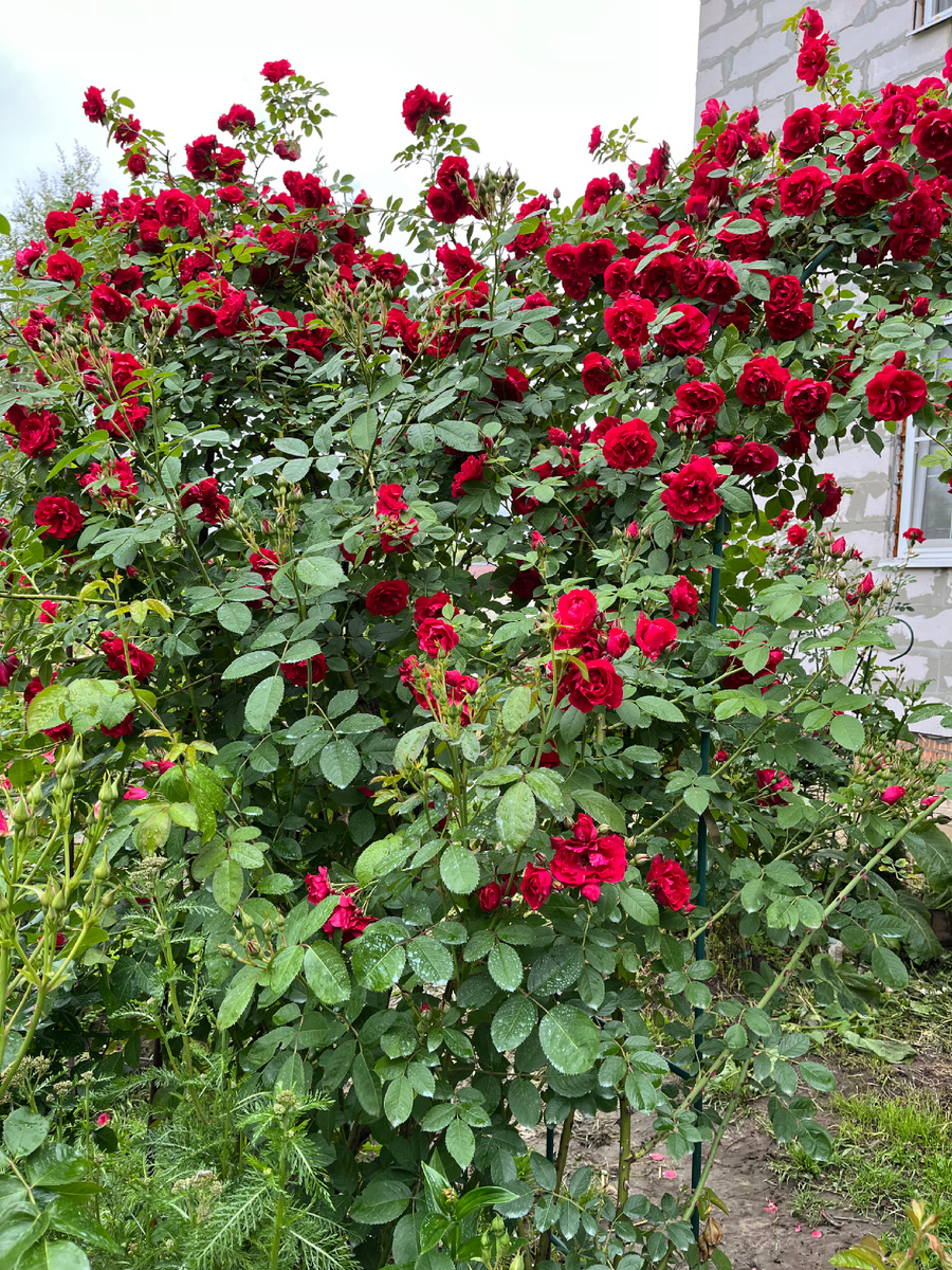 Цветение июнь 2025