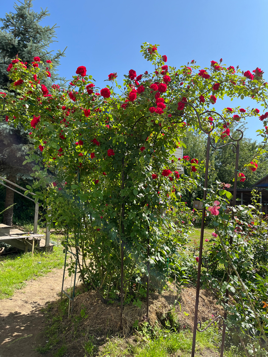 Начало цветения , июнь