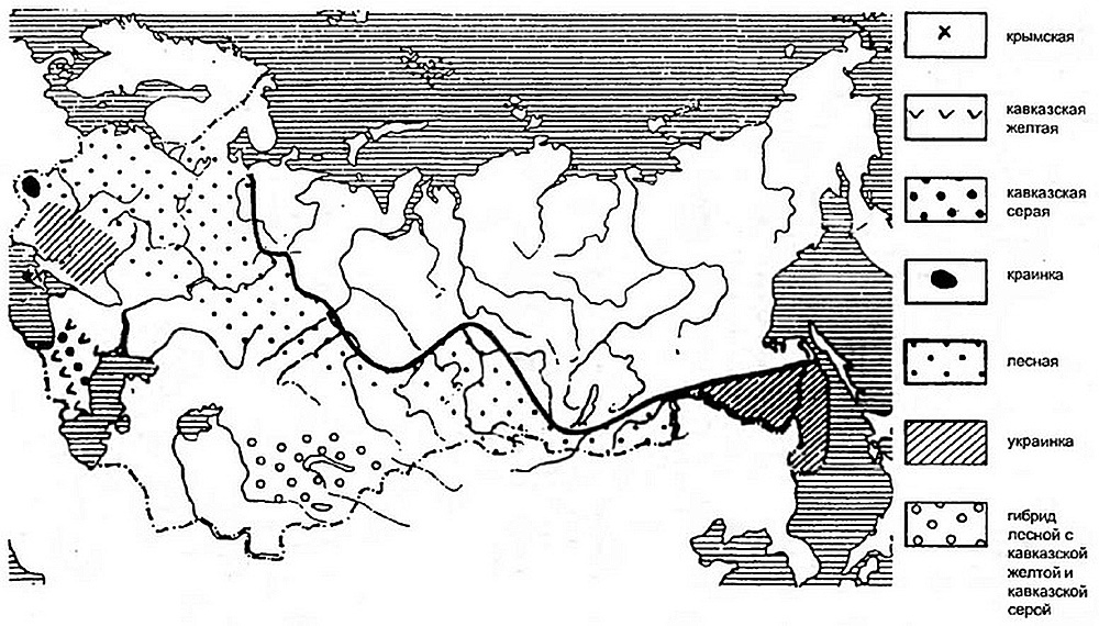 Карта пород пчёл