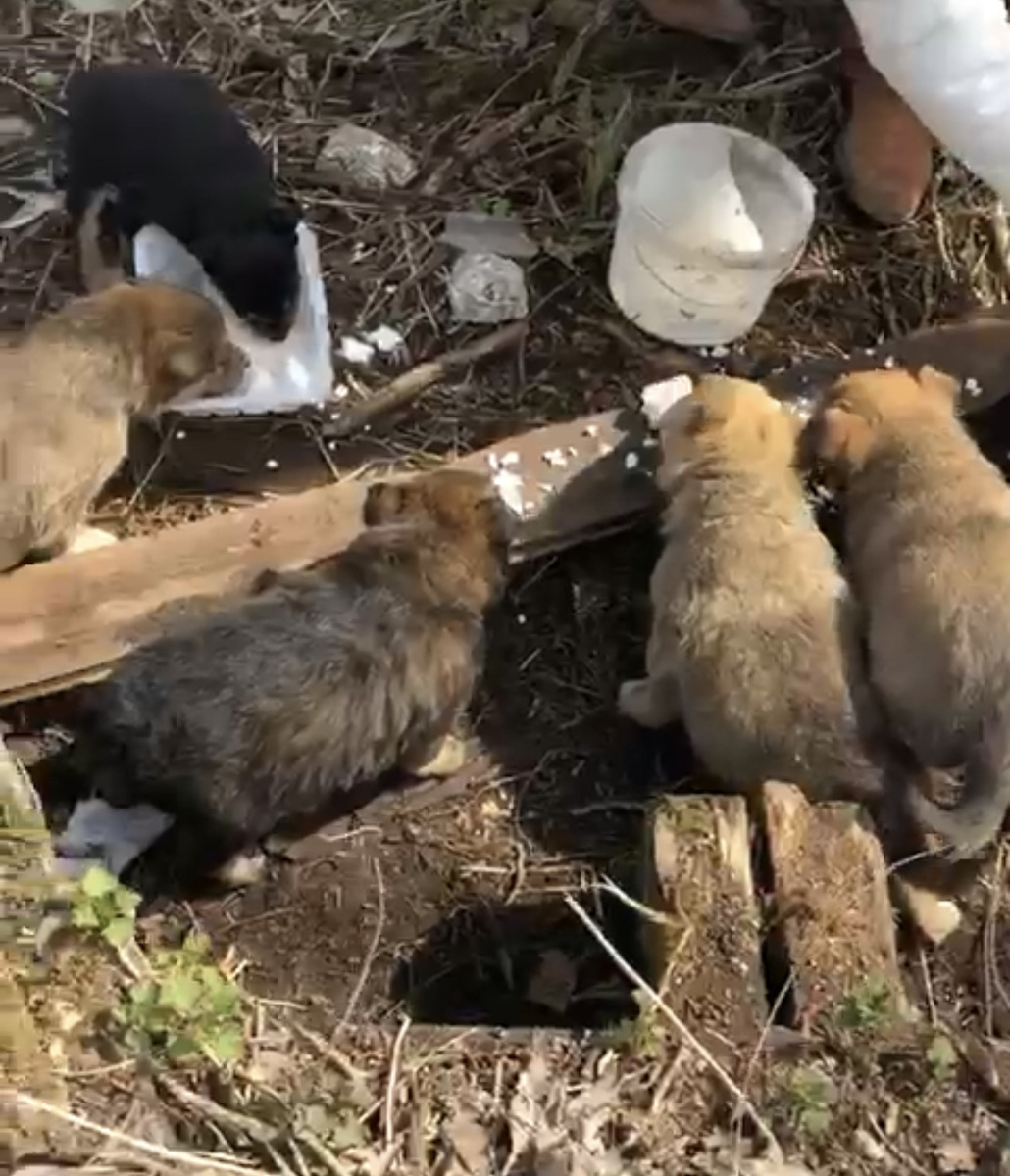 щенки были очень голодные