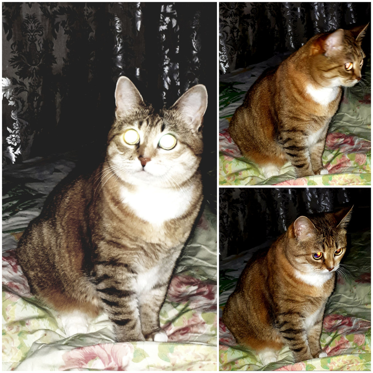 Коллаж автора 09.11.2025г.