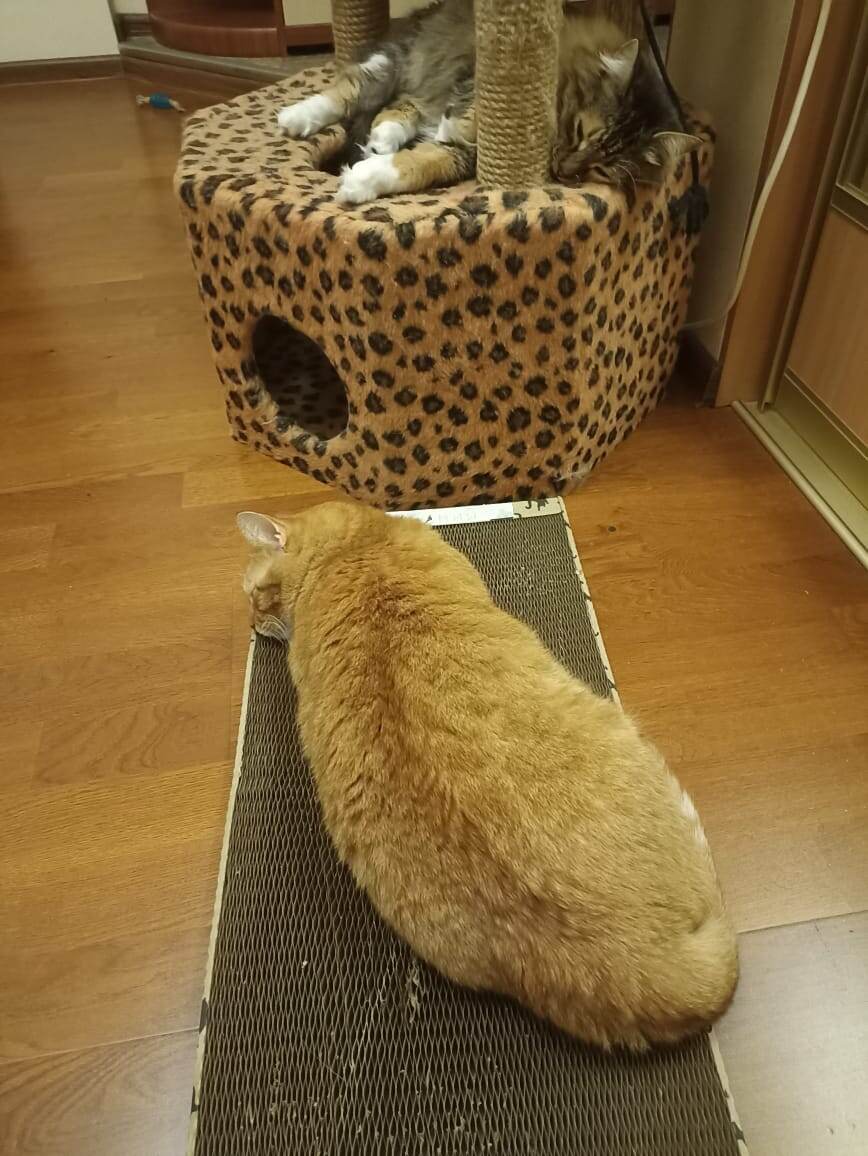 Погода давит, сон крепчает)) 