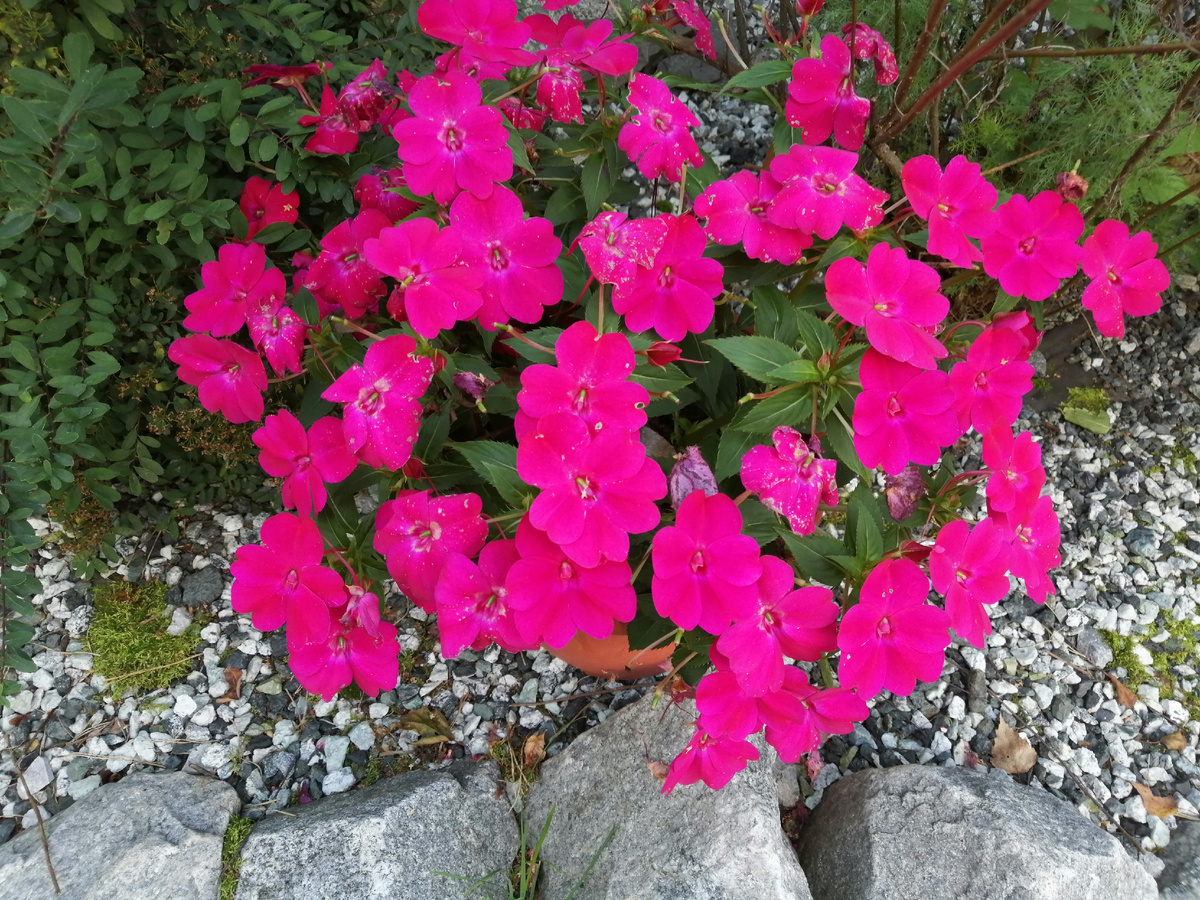 Бальзамин хокера