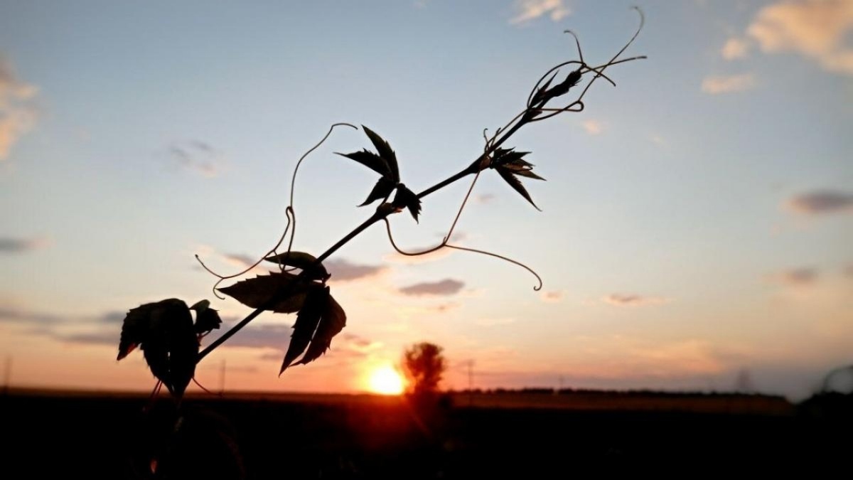    Саратовцы поделились в соцсетях снимками кинематографичного закатаНовости Саратова и области – Сетевое издание «Репортер64»