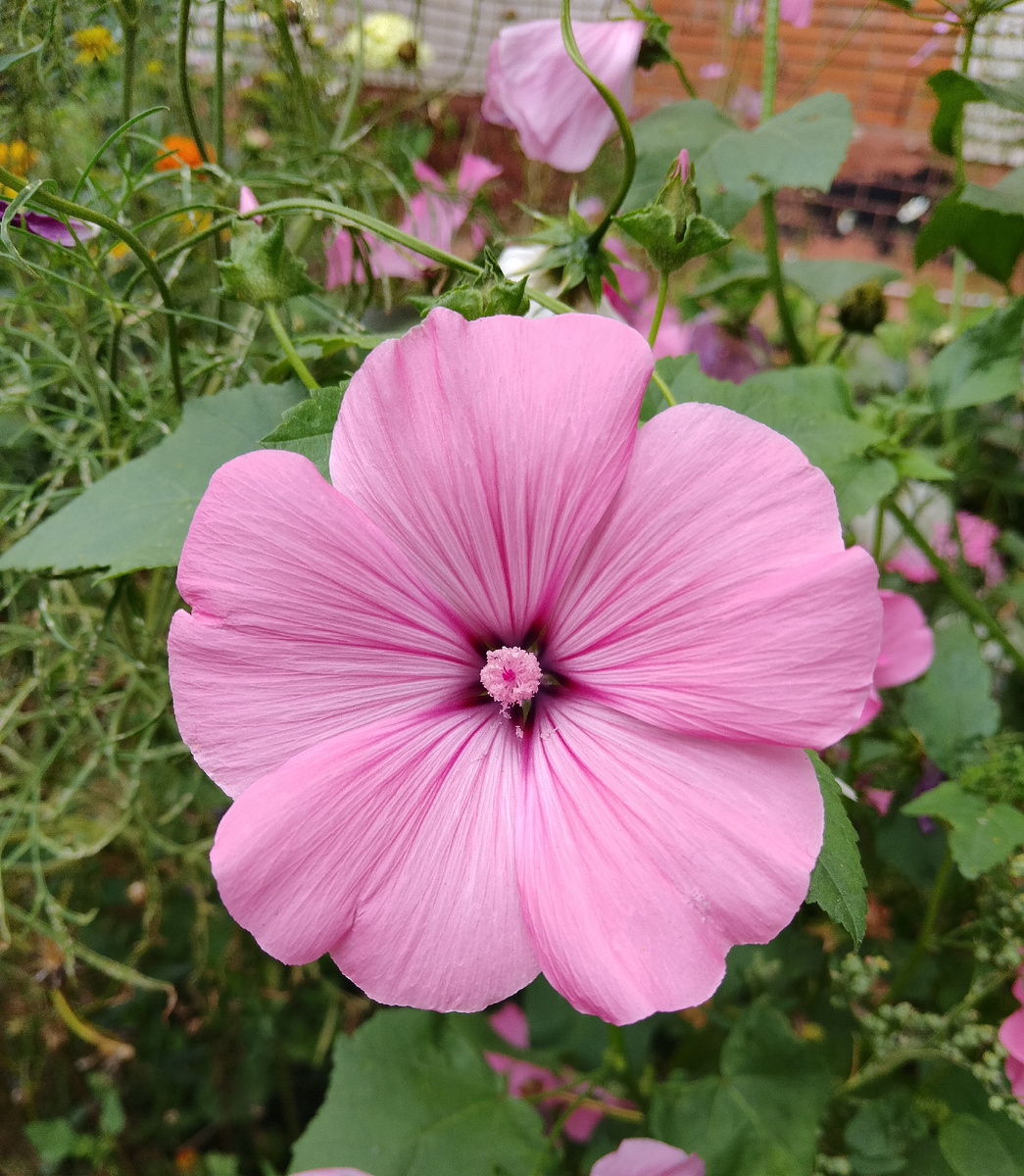 Согласитесь, он кругленький