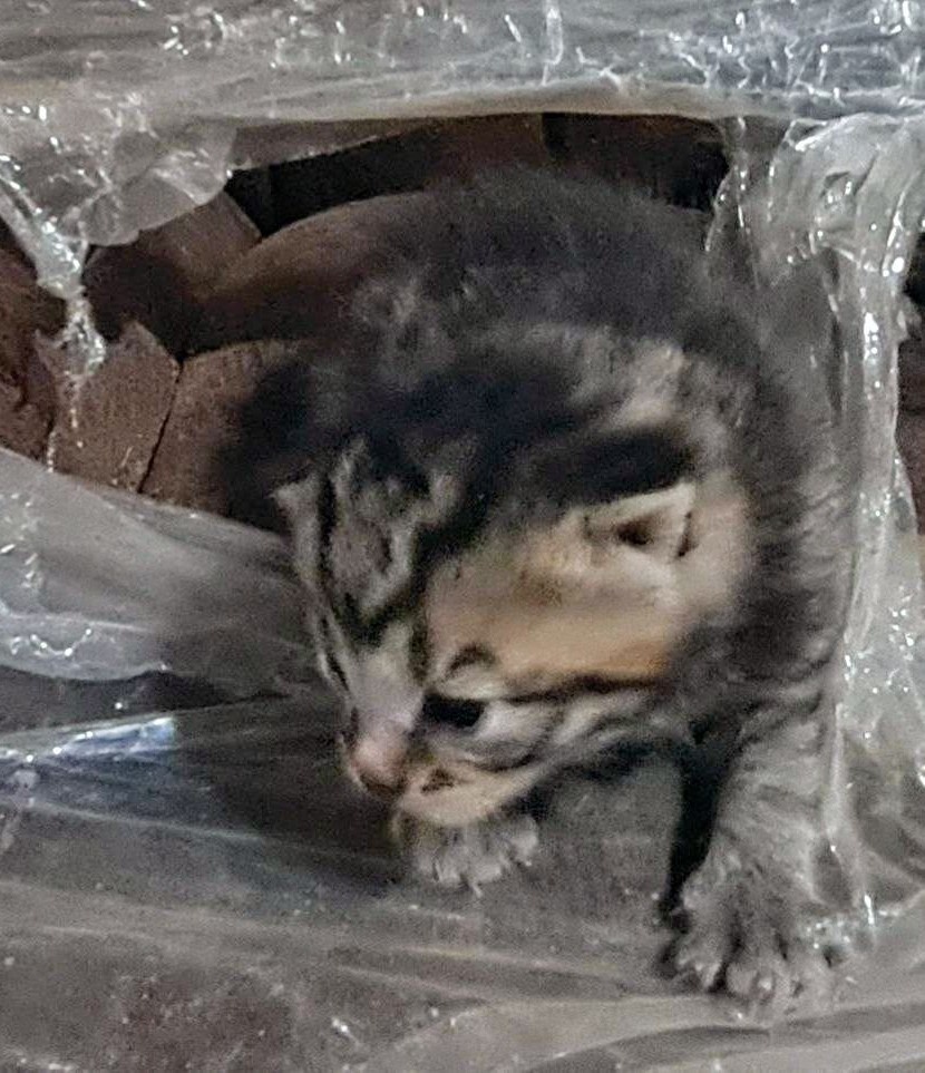 Вот так это выглядело