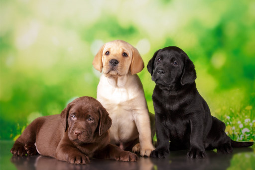 Источник: https://pet-yes.com/breeds/labrador-retriver
