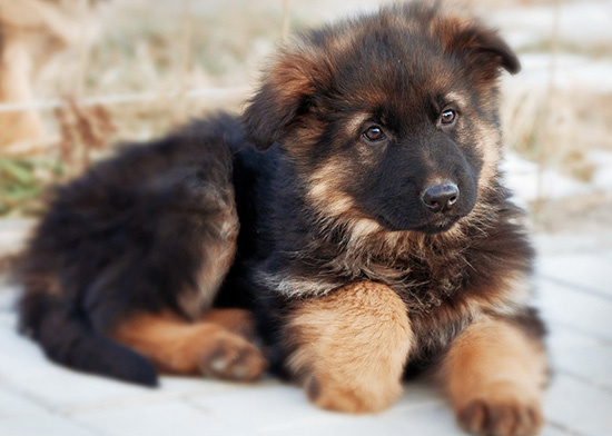 Источник: https://sobakan.com/chem-kormit-shhenka-nemeckoj-ovcharki/