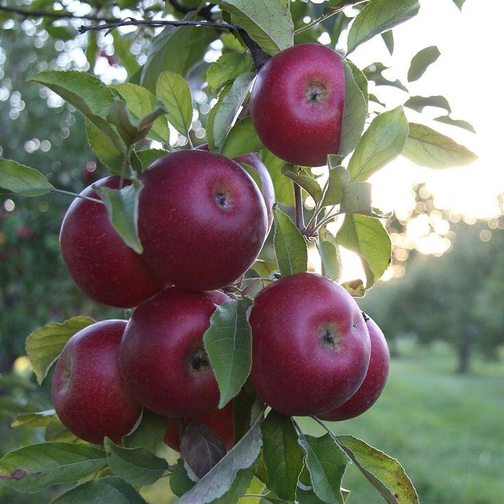 Красивые яблочки