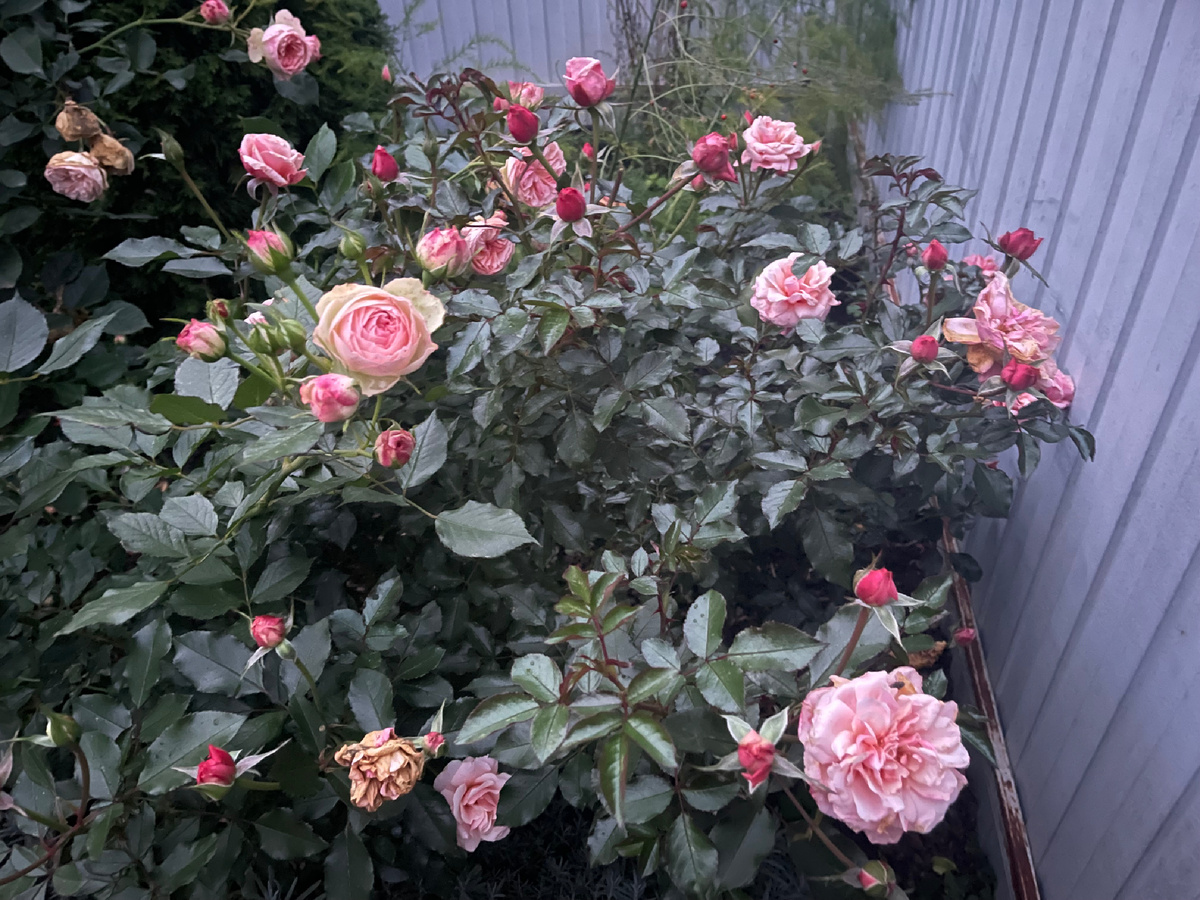 Флорибунда боттичелли. 17.10.2025.