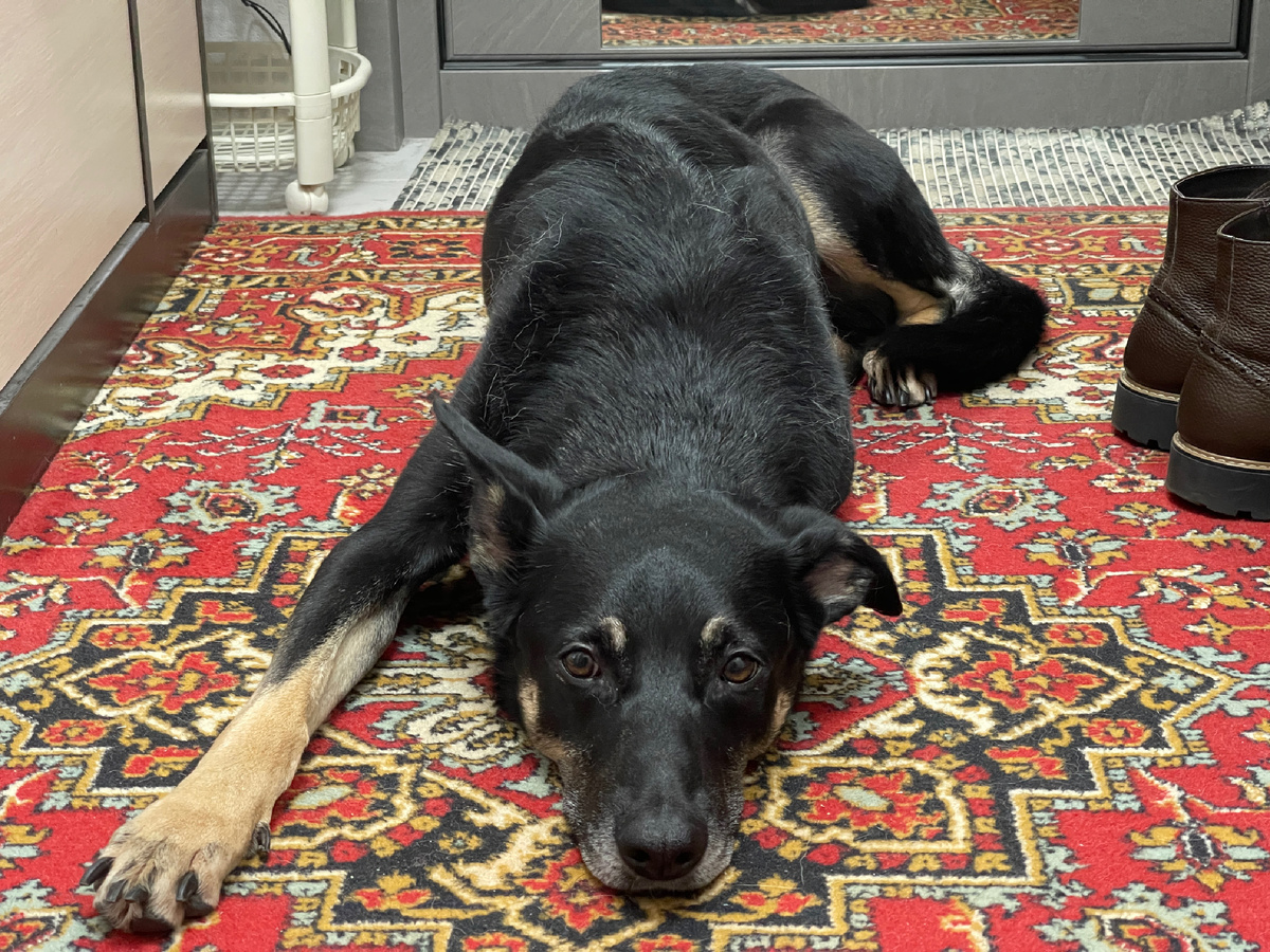 Сначала я лежал, прижавшись к входной двери дома. Затем постепенно перебрался и вытянулся на большом красном ковре.